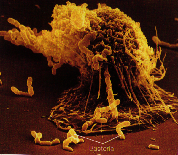 Microscopic view of a phagocytic white blood cell engulfing bacteria