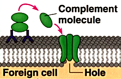 Diagram showing a Complement molecule inserting itself into a foreign cell's membrane.