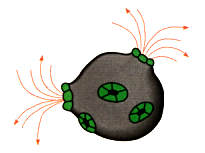 Diagram of a virus releasing Interferons.