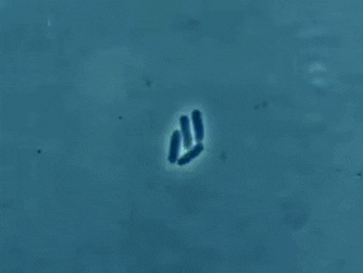 Microscopic view of rod-shaped bacteria