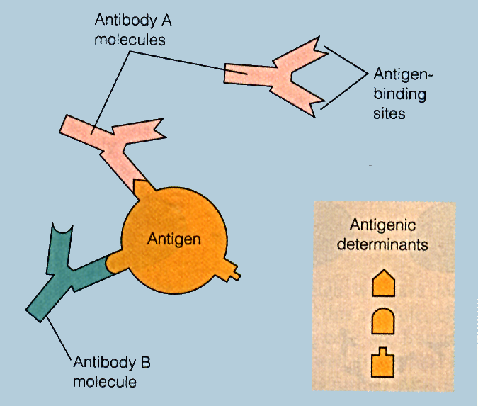 Diagram illustrating the interaction between an antigen and antibodies.