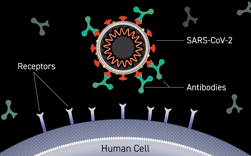 Diagram showing antibodies preventing SARS-CoV-2 from binding human cell receptors