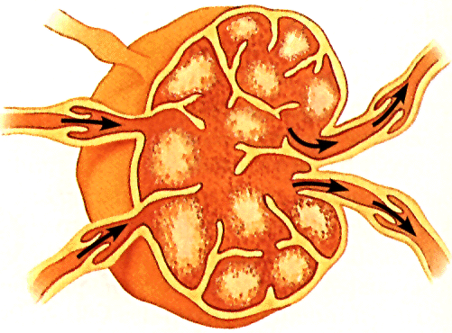 Detailed cross-section of a lymph node with arrows indicating fluid flow.