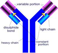 Diagram of an antibody.
