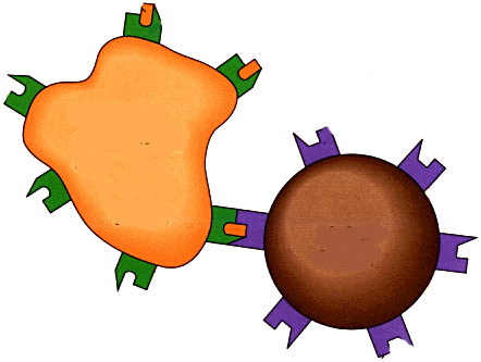 Diagram showing a macrophage presenting an antigen to a helper T-cell.