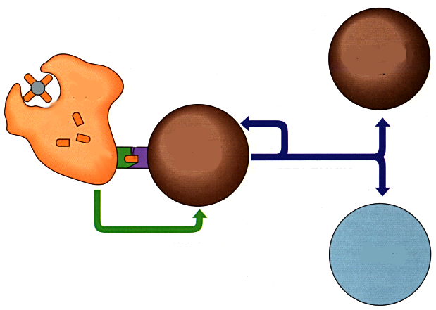 Diagram illustrating the interaction between an APC, helper T-cell, B cell, and killer T-cell.