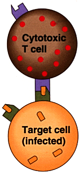 Diagram of a cytotoxic T cell in contact with an infected target cell, releasing perforin molecules.