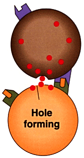 Diagram showing perforin forming pores in the membrane of an infected target cell.