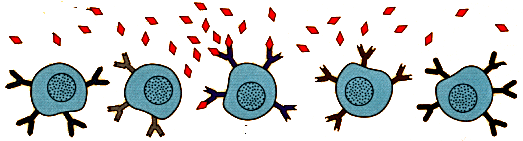 B cells and helper T cells interacting in a lymph node