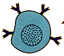 Diagram showing B cells dividing into multiple copies