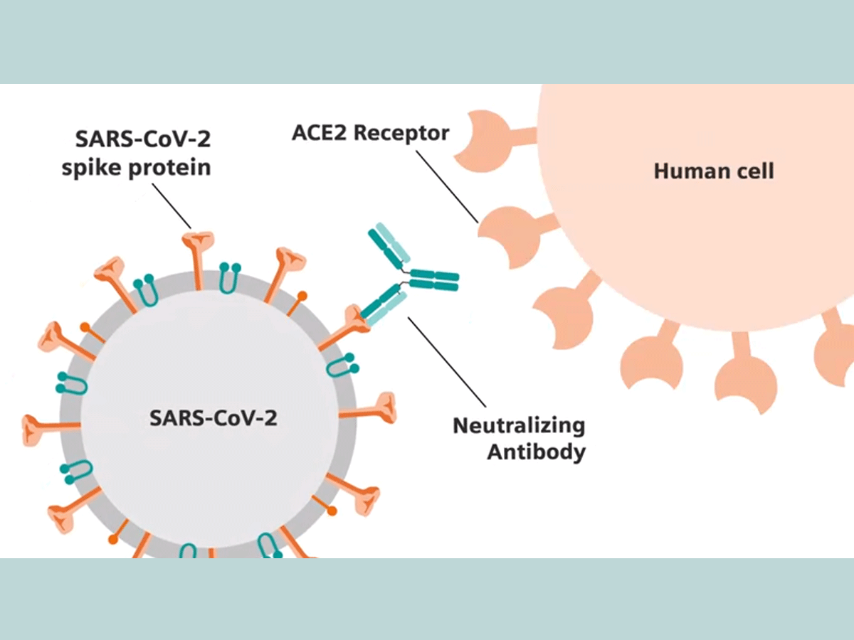 Diagram illustrating how a neutralizing antibody blocks the SARS-CoV-2 spike protein from binding to a human cell.
