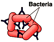 Diagram showing antibodies causing agglutination of bacteria.