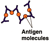 Diagram showing antibodies binding to free-floating antigen molecules, causing them to precipitate out of solution