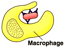 Diagram of a macrophage engulfing pathogens