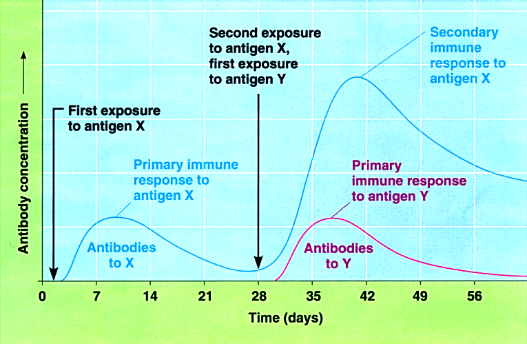 Graph showing antibody concentration over time for primary and secondary immune responses.