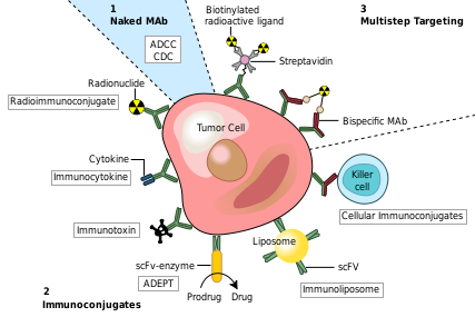 Diagram of Monoclonal Antibodies attacking a Tumor Cell