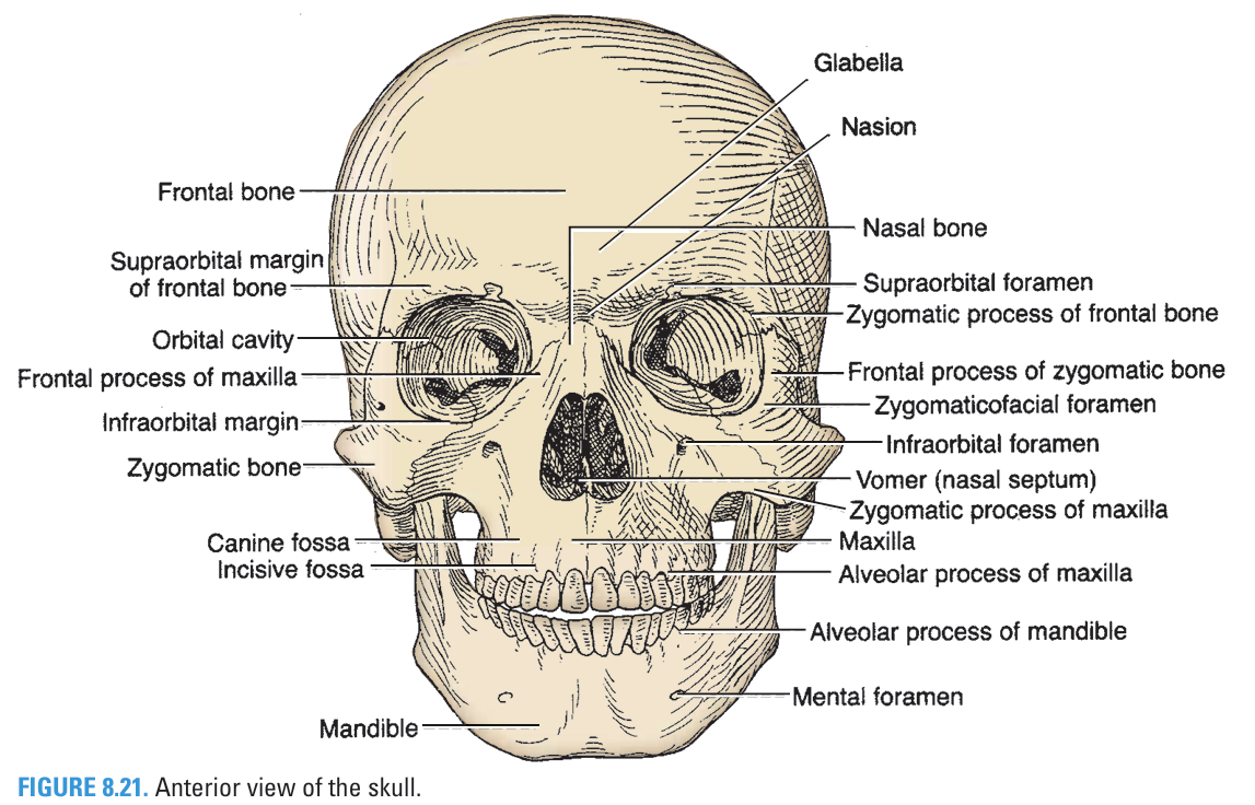 Anterior view of the human skull with various parts labeled