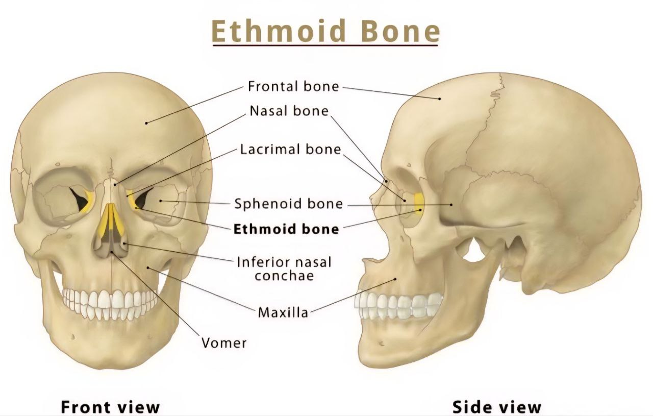 Front and side views of a human skull highlighting the ethmoid bone