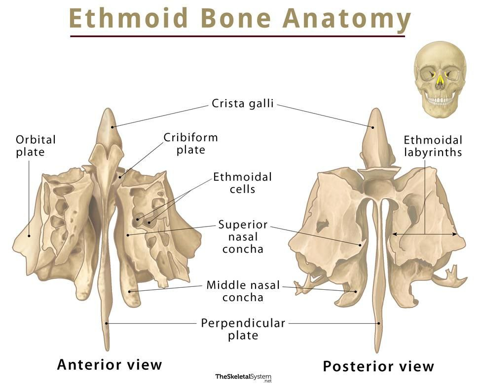 Ethmoid Bone Anatomy