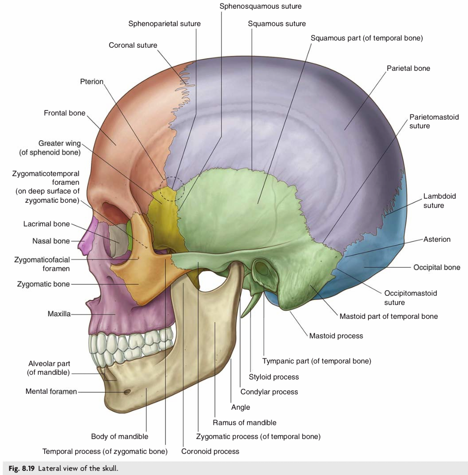 Lateral view of the human skull showing sutures and bone structures
