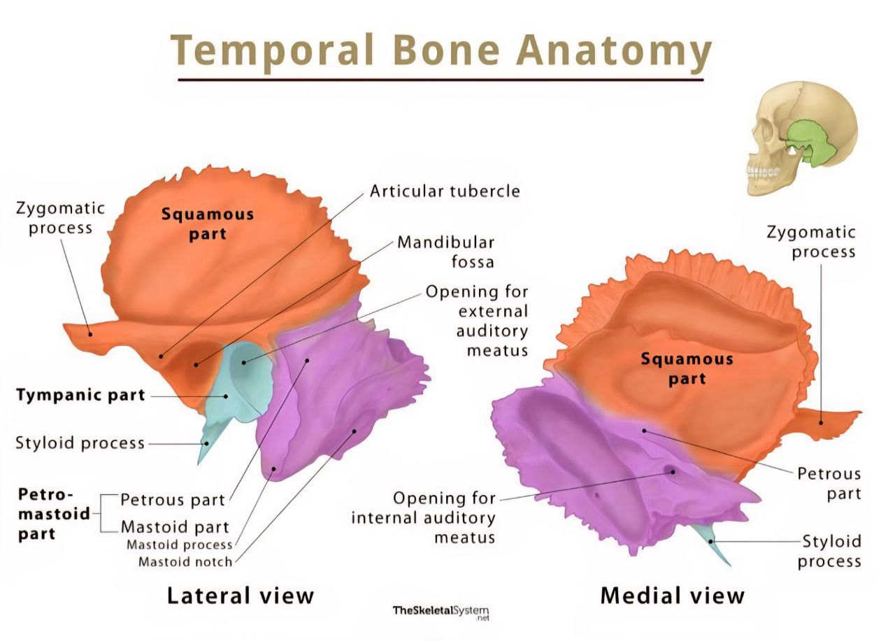Lateral and medial views of the temporal bone, showing its parts