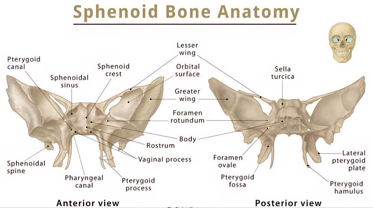 Anterior and posterior views of the sphenoid bone