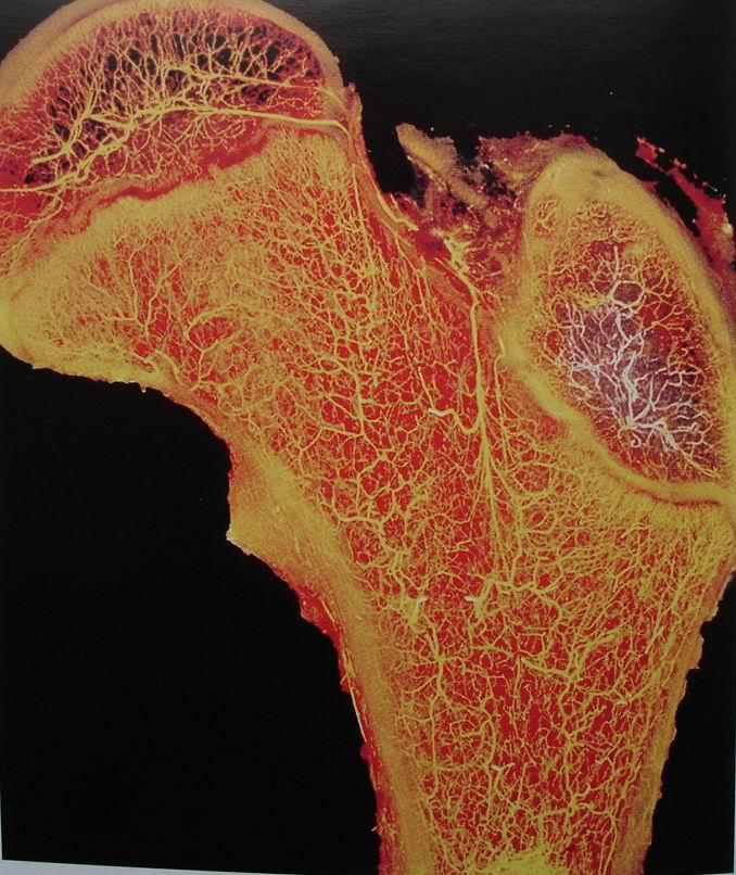 Microscopic view of bone tissue showing vascularization