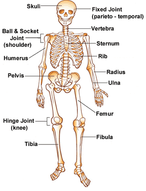 Diagram of the human skeleton with major bones labeled