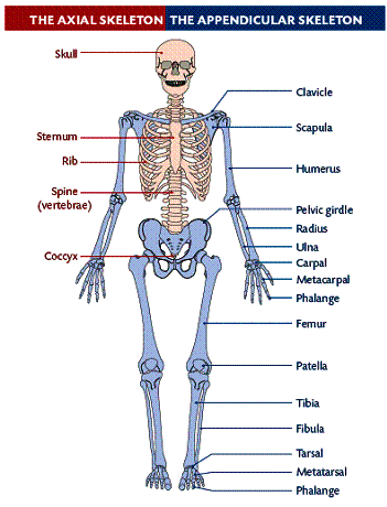 Diagram of the human skeleton illustrating the division into the axial and appendicular skeleton, with major bones and regions labeled.