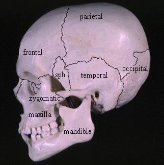 Anatomical illustration of the human skull with sutures and major bones labeled.