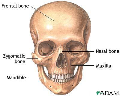 Anatomical illustrations of the human skull showing the individual bones. One view highlights the frontal, parietal, sphenoid, and occipital bones. Another view shows the frontal bone, vomer, zygomatic bone, nasal bone, maxilla, and mandible.