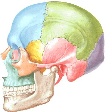 A lateral view of a human skull, with different bones colored to distinguish them. Major cranial and facial bones are depicted, showing their relative positions and sutures.