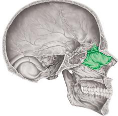 A lateral view of a human skull, with the nasal bones highlighted in green. The illustration shows the internal structures of the nasal cavity and surrounding facial bones.