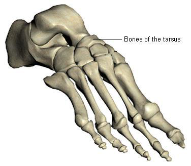 Tarsals