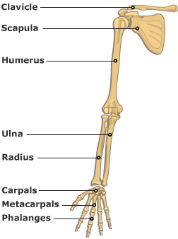 Diagram of the bones of the upper limb