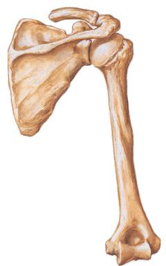 Shoulder Joint