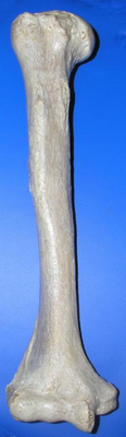 Long Bone