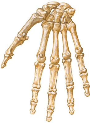 Wrist and Hand