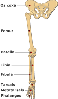 Diagram of the bones of the lower limb