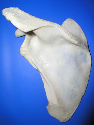 Scapula