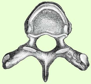 Vertebra