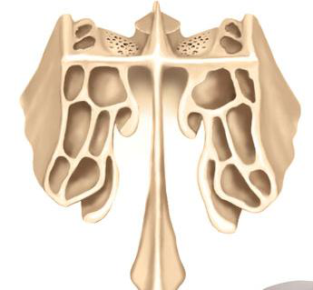 Ethmoid Bone