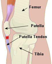 Patella