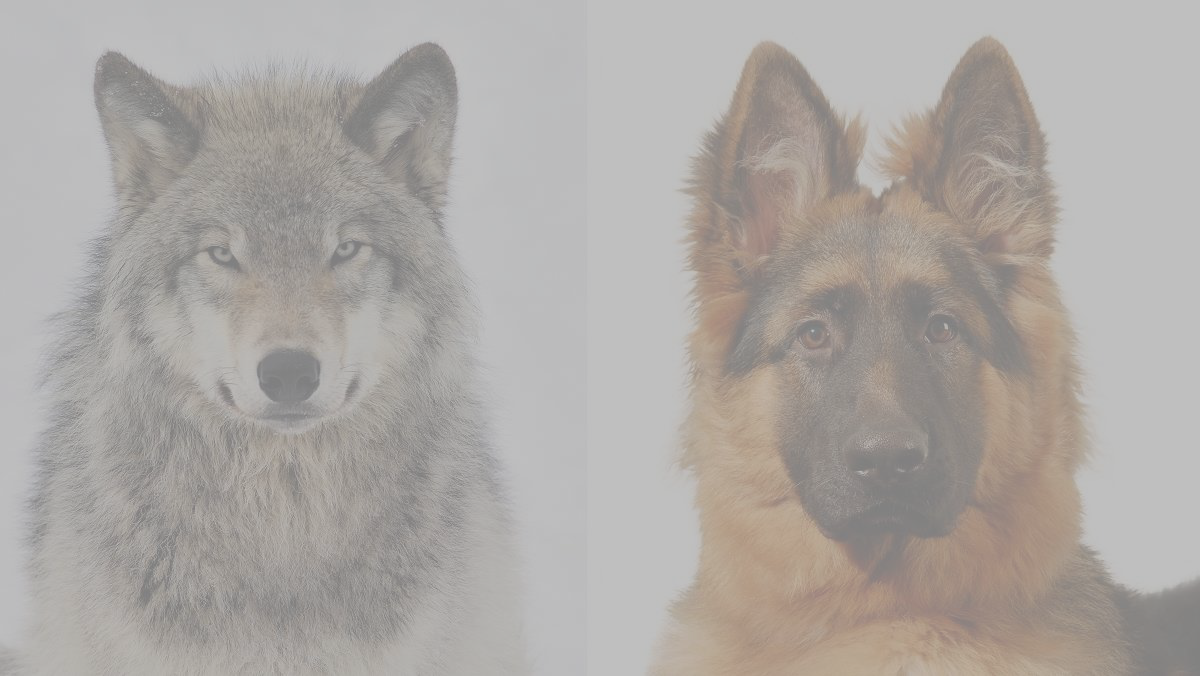 wolf and dog faces