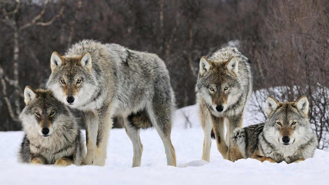 Photograph of four gray wolves standing in a snowy landscape