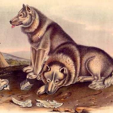 Illustration of two wolves near a campsite with bones on the ground