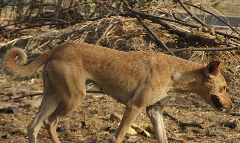 Photograph of a slender, tan-colored dog walking outdoors