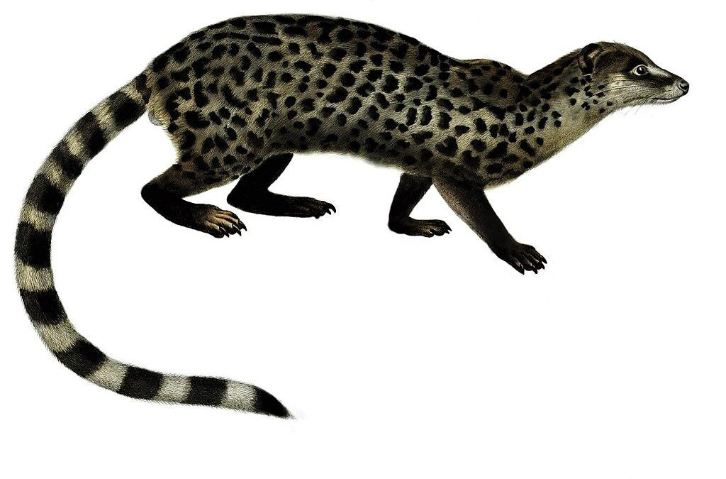 Illustration of Miacis, a small, spotted mammal with a long tail.