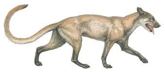 Illustration of Cynodictis, an early dog-like caniform with longer limbs and adaptations for running.