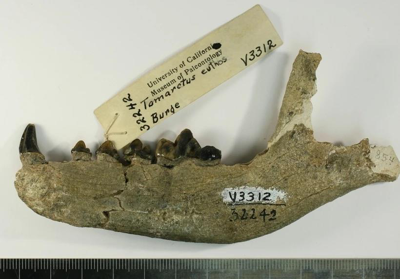 Photograph of a Tomarctus skull fossil labeled 'Tomarctus euthos'.